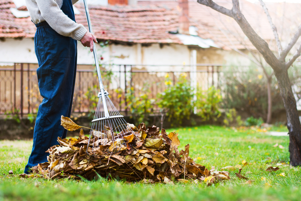 Leaf Removal