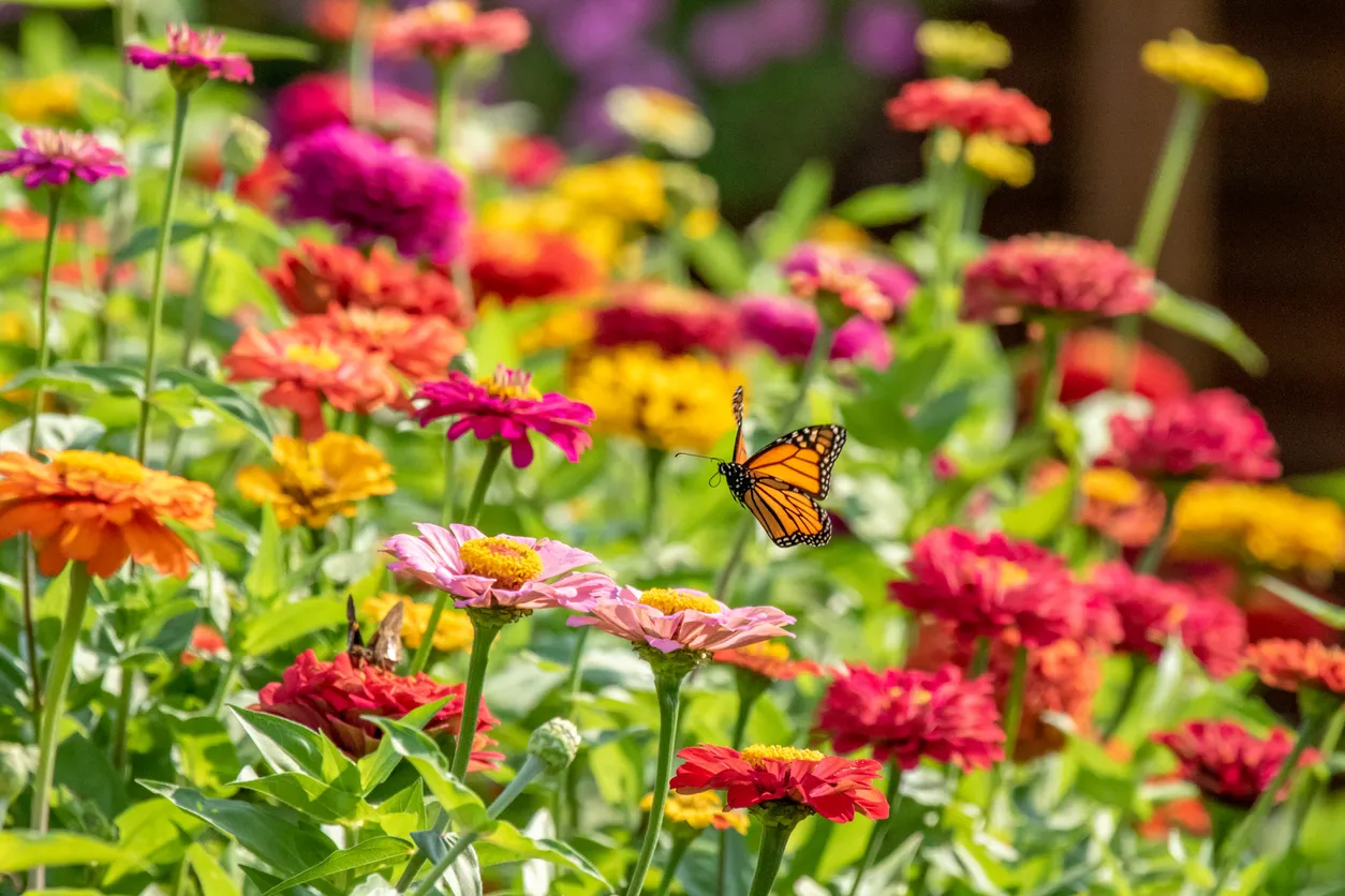 Butterfly or Pollinator Garden Patch
