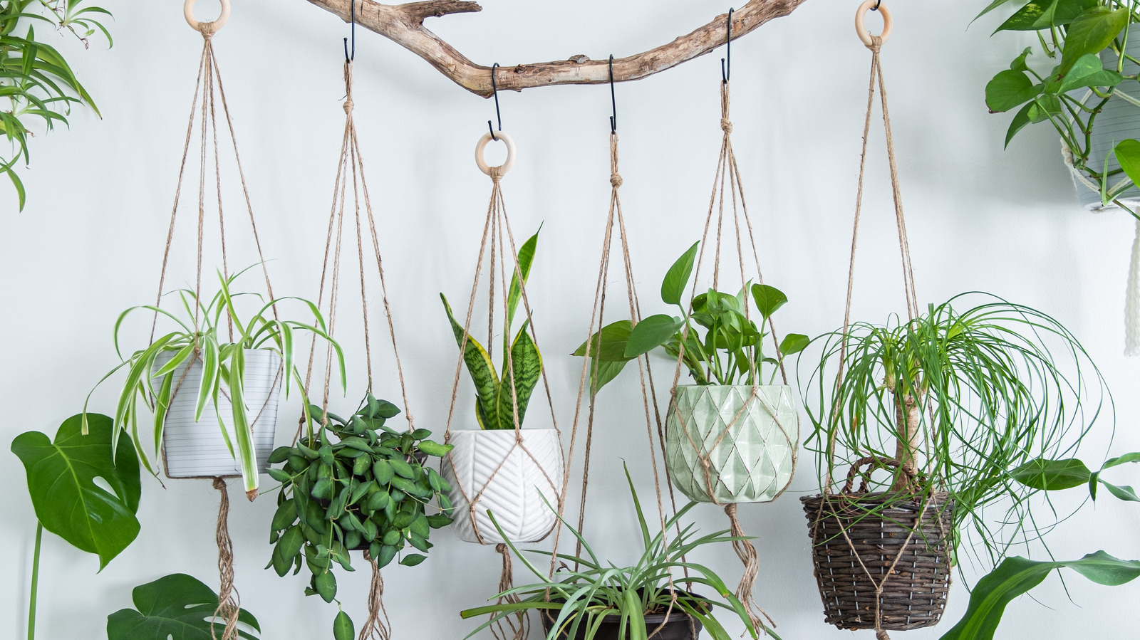 Hanging Planters