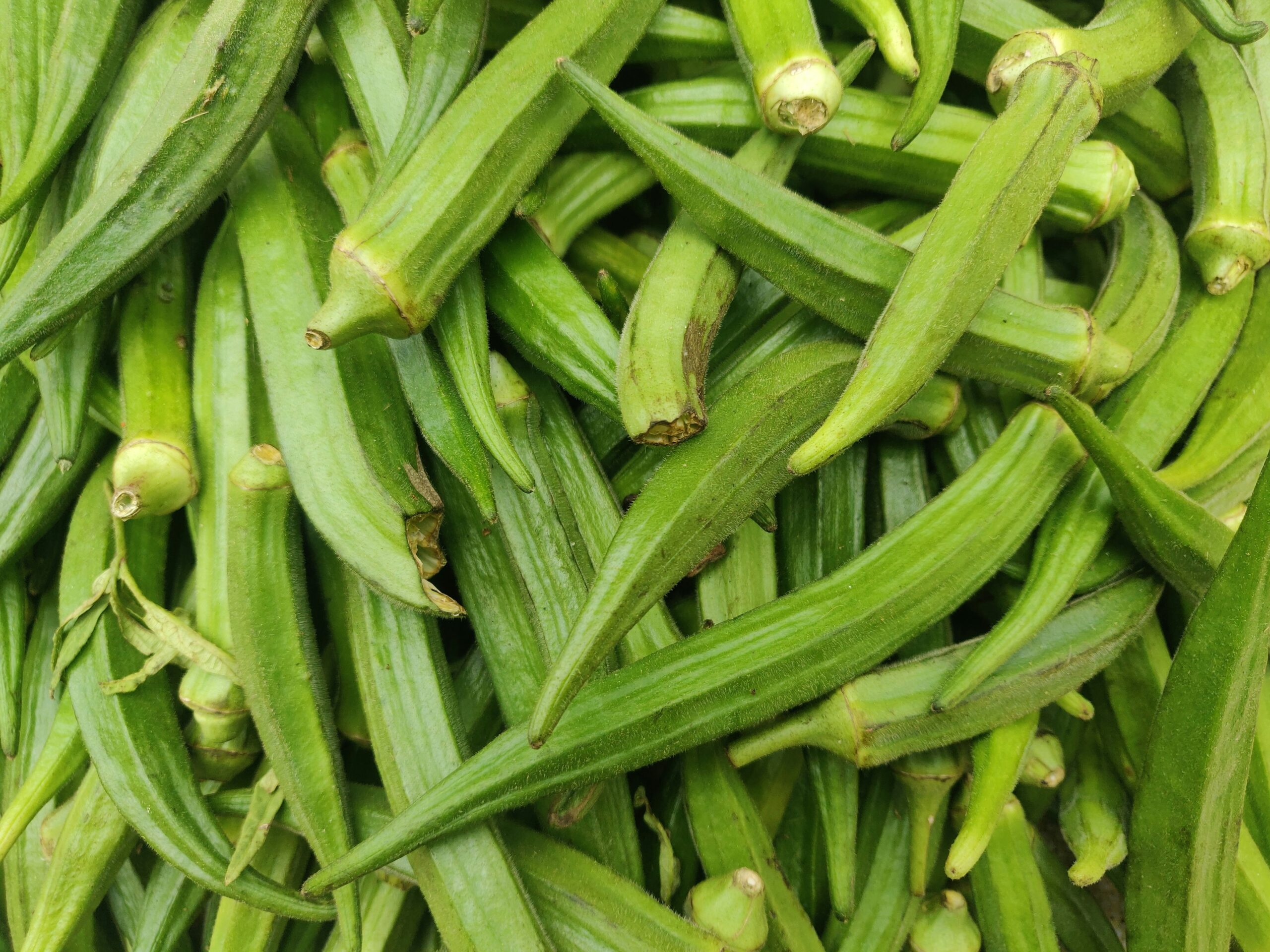 Okra