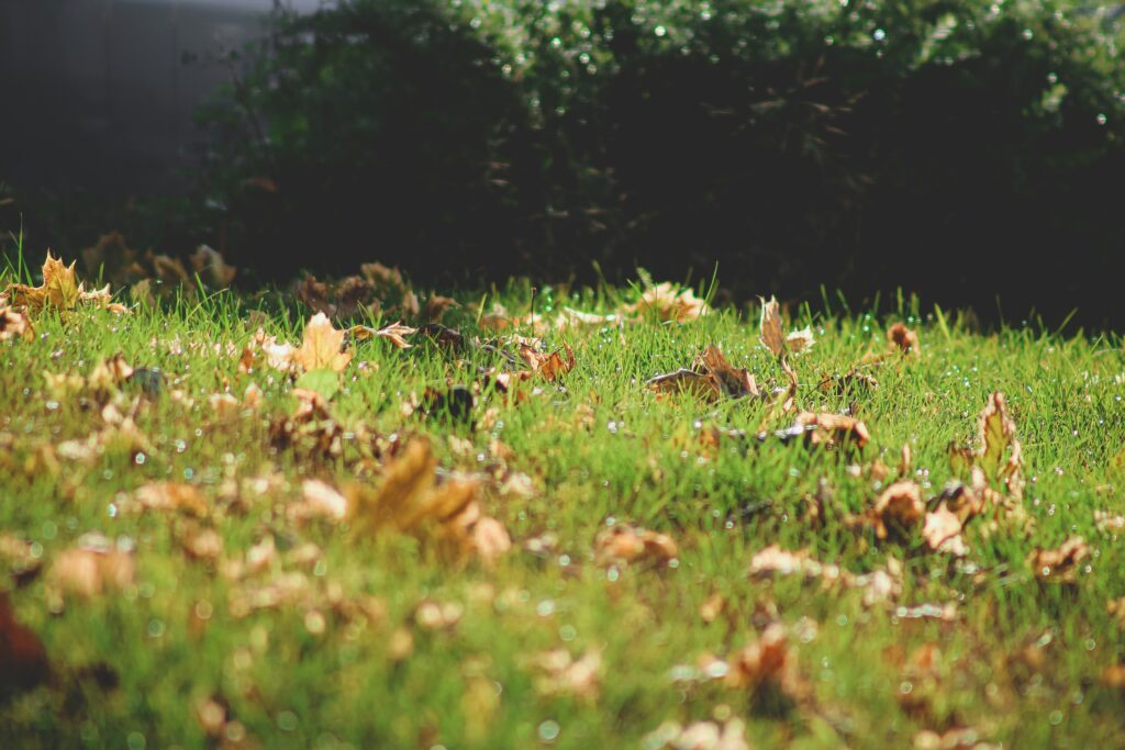 fall lawn care
